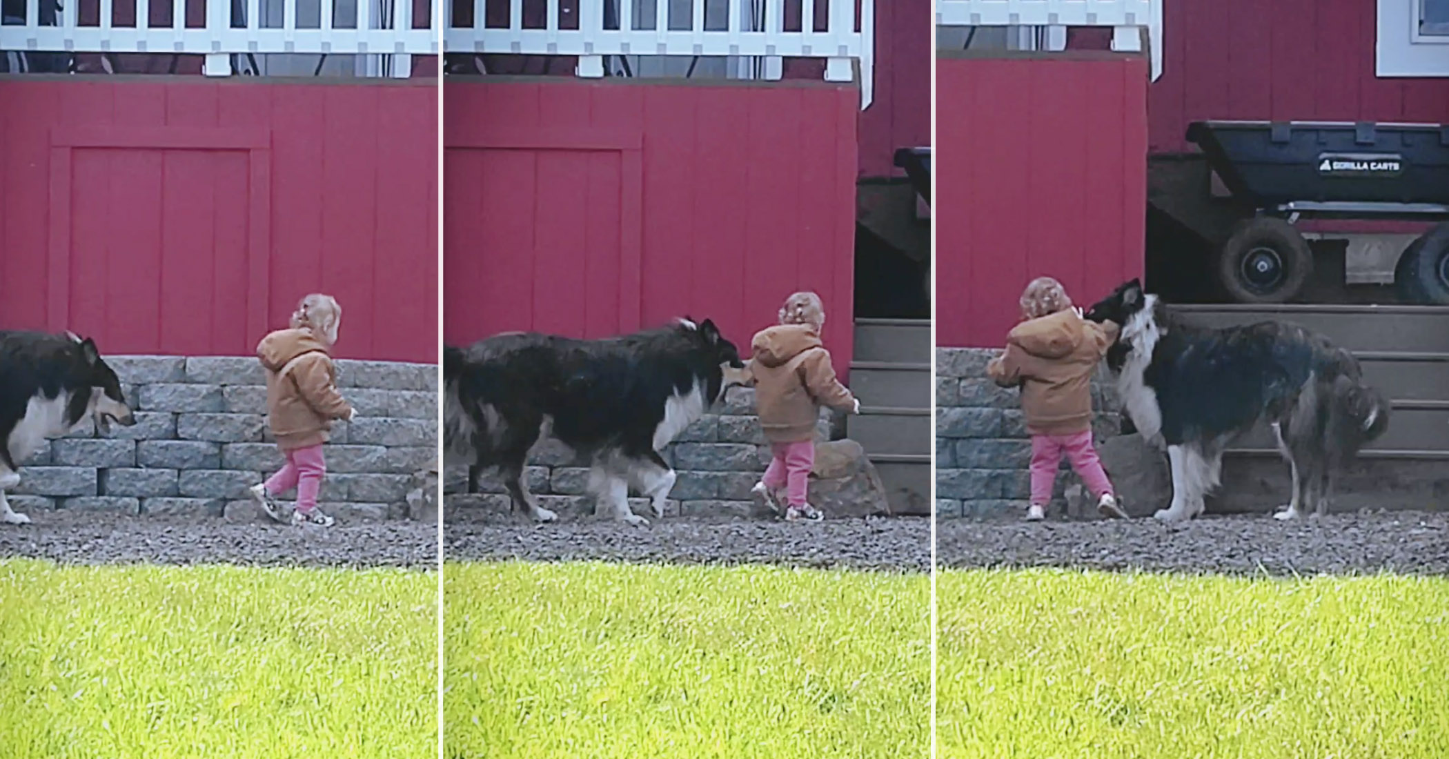 NextImg:‘He’s always right there’: Dog protects toddler from any danger by putting himself in front of her