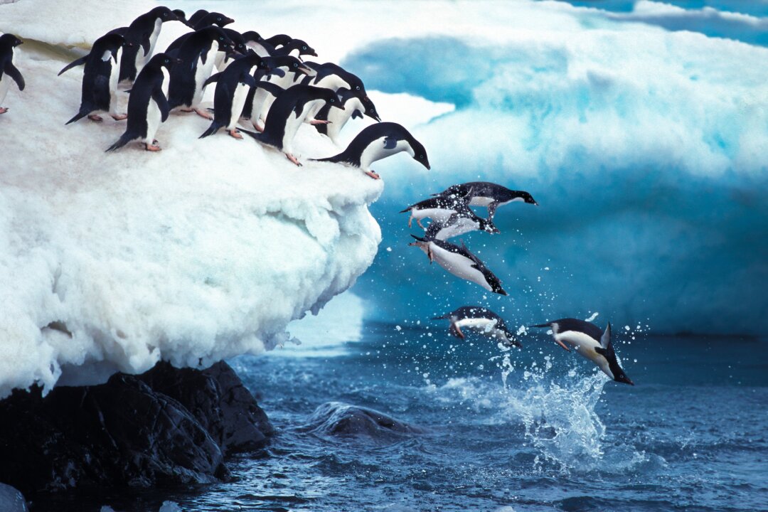 Adelie penguins leap into the ocean from Paulet Island. (slowmotiongli/Shuterstsock)