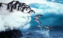 In the Steps of Explorers: Finding Antarctica
