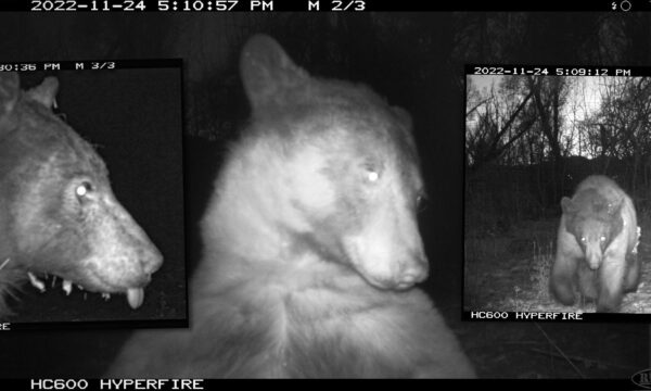 Bear Goes Viral After Taking 400 ‘Selfies’ Using Trail Camera in Colorado Park—And They’re Hilarious