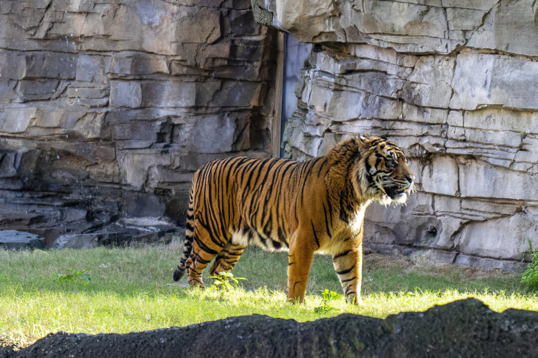 A critically endangered male Sumatran tiger has joined the animal lineup at Busch Gardens Tampa Bay theme park. Visitors can see 9-year-old Bandar in the Jungala section of the attraction in Tampa, Florida. (Busch Gardens Tampa Bay/TNS)