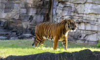 Endangered Sumatran Tiger Moves Into Busch Gardens Tampa Bay