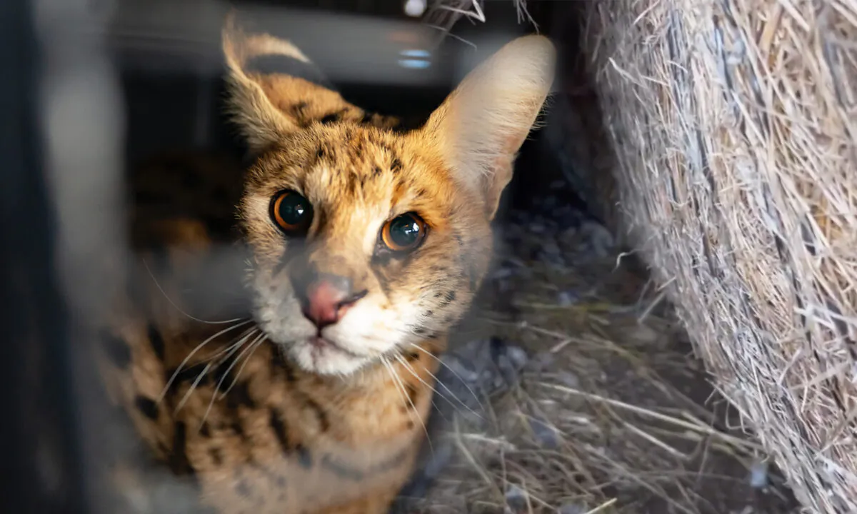 (Courtesy of Turpentine Creek Wildlife Refuge)
