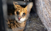 ‘Crazy-Looking Cat’ Live-Trapped by Missouri Farmer Turns Out to Be a Wild African Serval