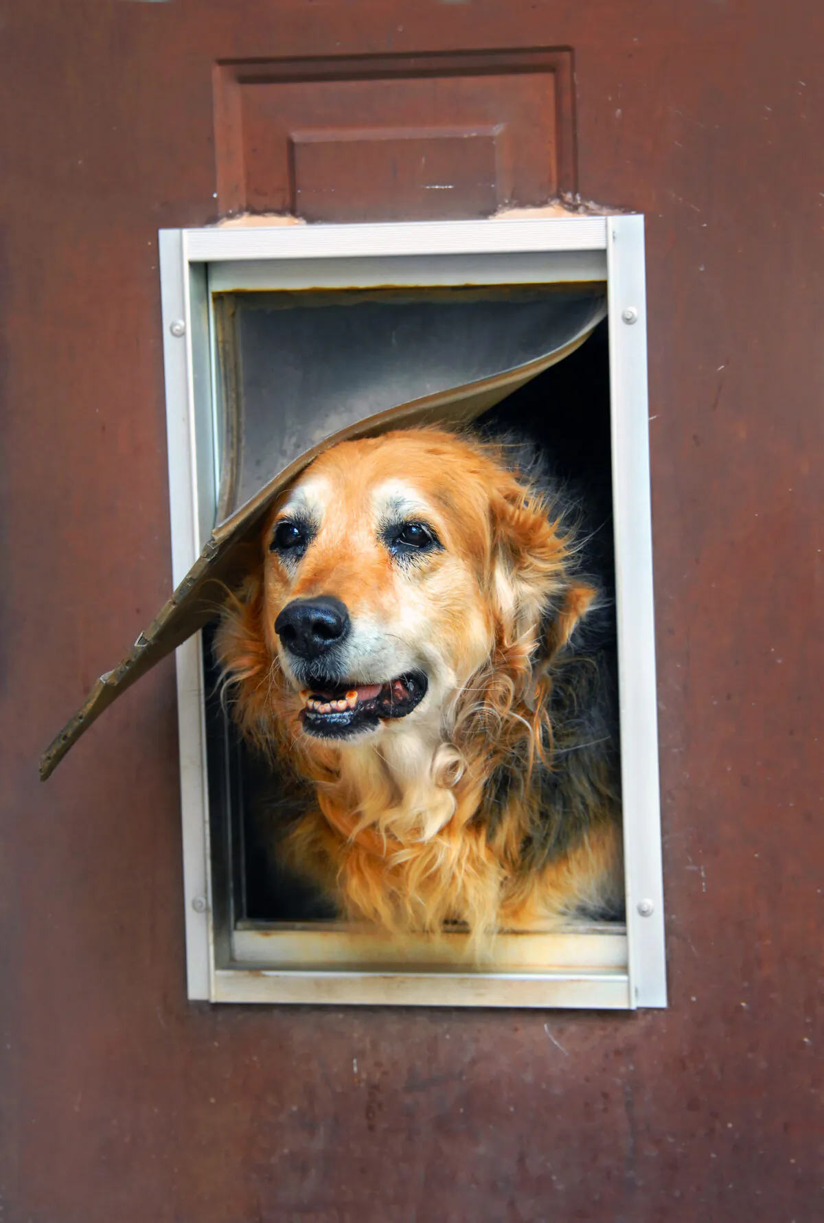 To get the correct size door for your pet, know its width, height and weight. (Dreamstime/TNS)