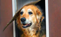 Install a Pet Door