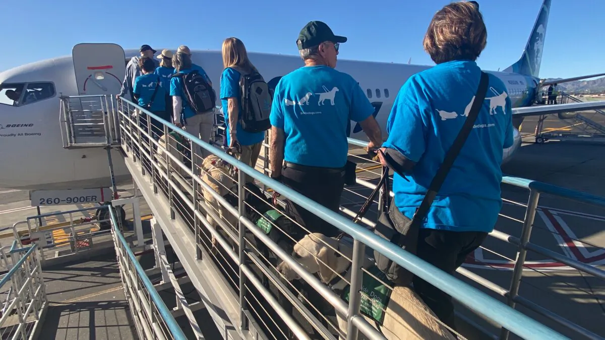 After passing the security, 25 guide dog puppies from Guide Dogs for the Blind are waiting to board the plane at Hollywood Burbank Airport in Burbank, Calif., on Jan. 25, 2023. (Linda Jiang/The Epoch Times)