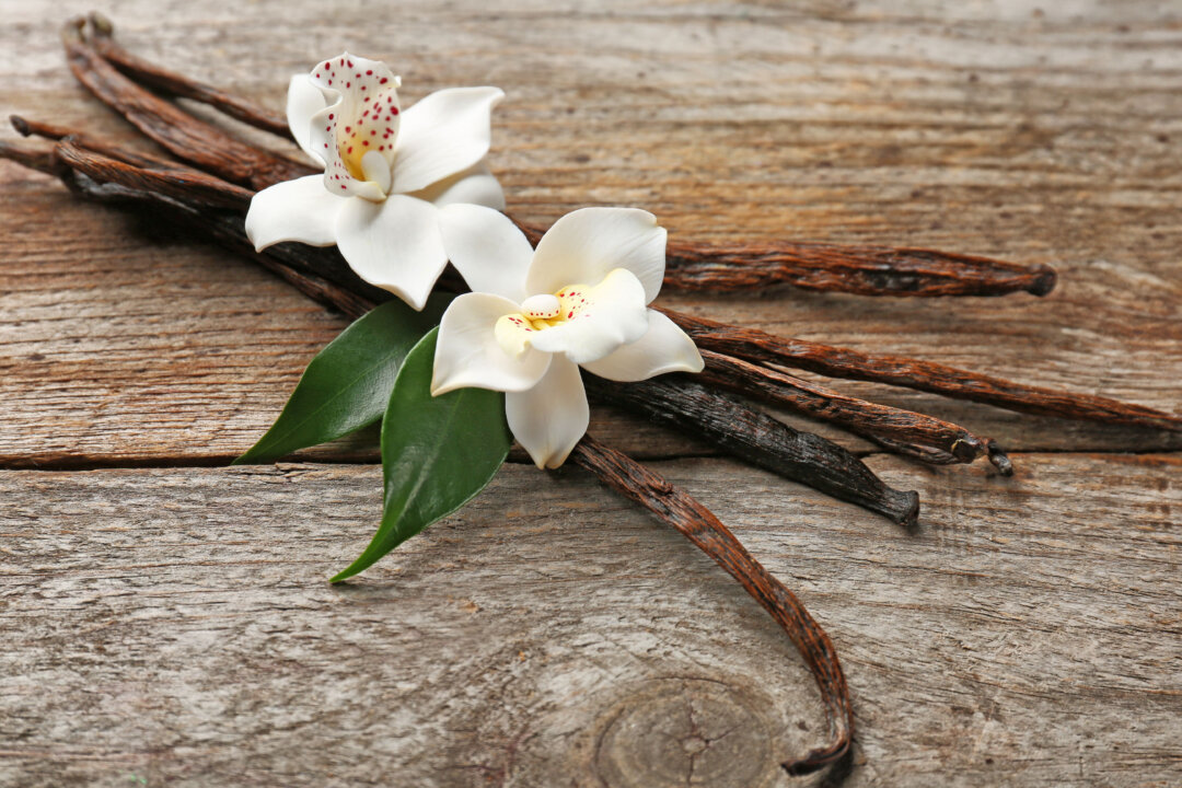 The Medicinal Properties of Vanilla: From Ancient History to Modern Use