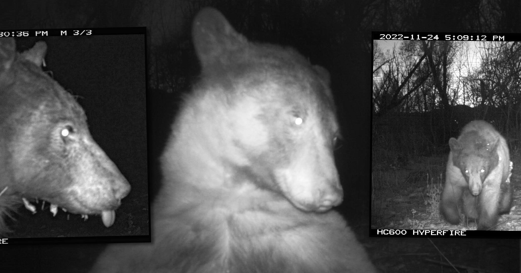 Bear Goes Viral After Taking 400 'Selfies' Using Trail Camera in Colorado Park—And It's Hilarious - Vimarsana News