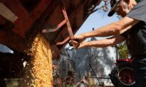 US Farmers Plan to Go ‘Heavy on Corn’ in 2023 Despite Risks
