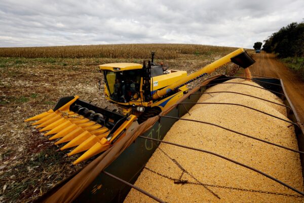 corn