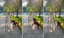 VIDEO: Service Dog Jumps for Joy When He Sees Disabled Owner Finally Walk Again for First Time in Years