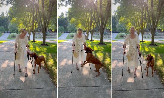 VIDEO: Service Dog Jumps for Joy When He Sees Disabled Owner Finally Walk Again for First Time in Years
