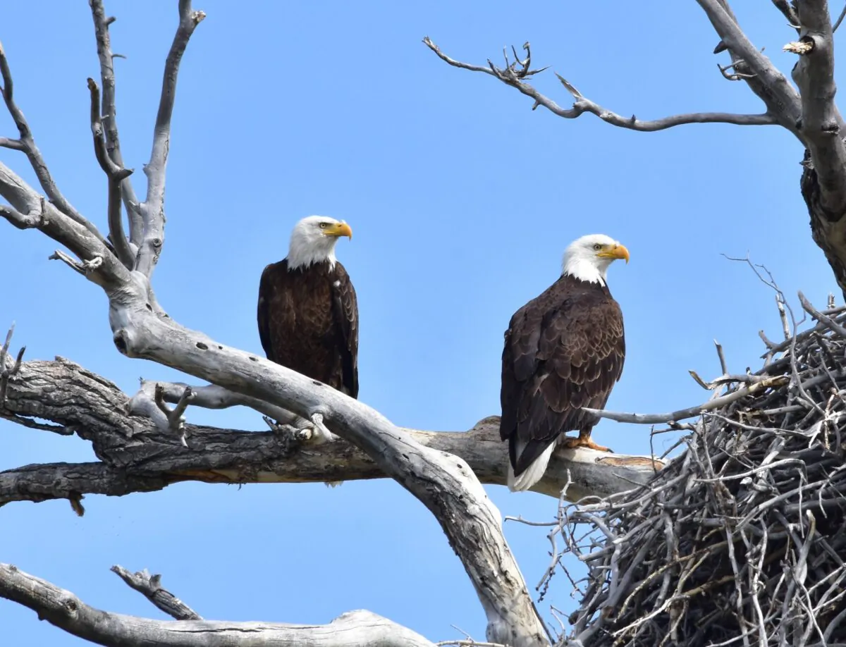 Bald eagles at Wyoming's Seedskadee National Wildlife Refuge in an undated photo. (Tom Koerner/U.S. Fish and Wildlife Service)