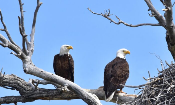Bald eagles at Wyoming's Seedskadee National Wildlife Refuge in an undated photo. (Tom Koerner/U.S. Fish and Wildlife Service)