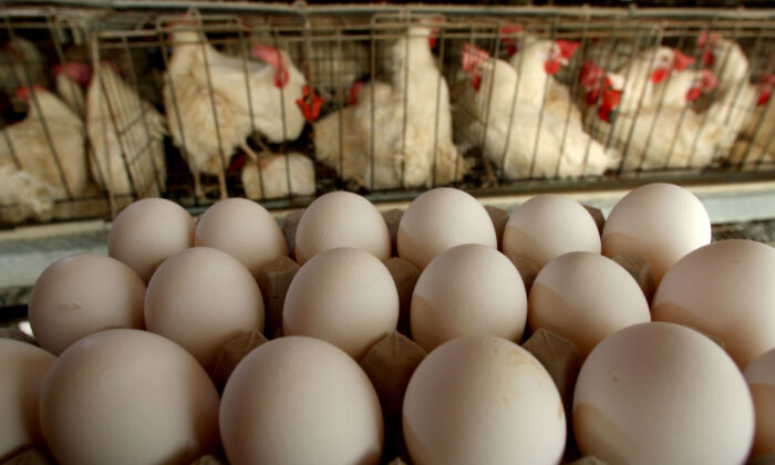 Egg Prices Jump Nearly 100 Percent Since October: USDA