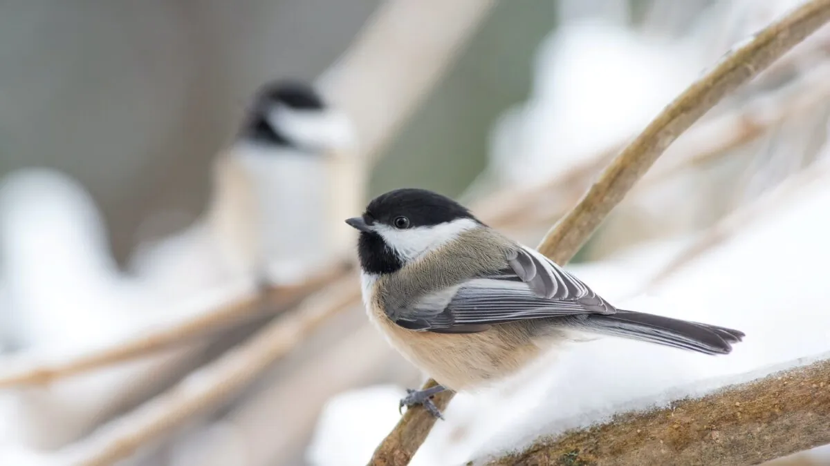 Birders take note: February is "National Bird-Feeding Month"
and the Great Backyard Bird Count will be on Feb. 17-20 this year. (Peter Lewis/Unsplash)