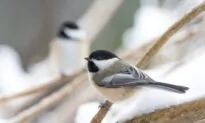 Great Backyard Bird Count