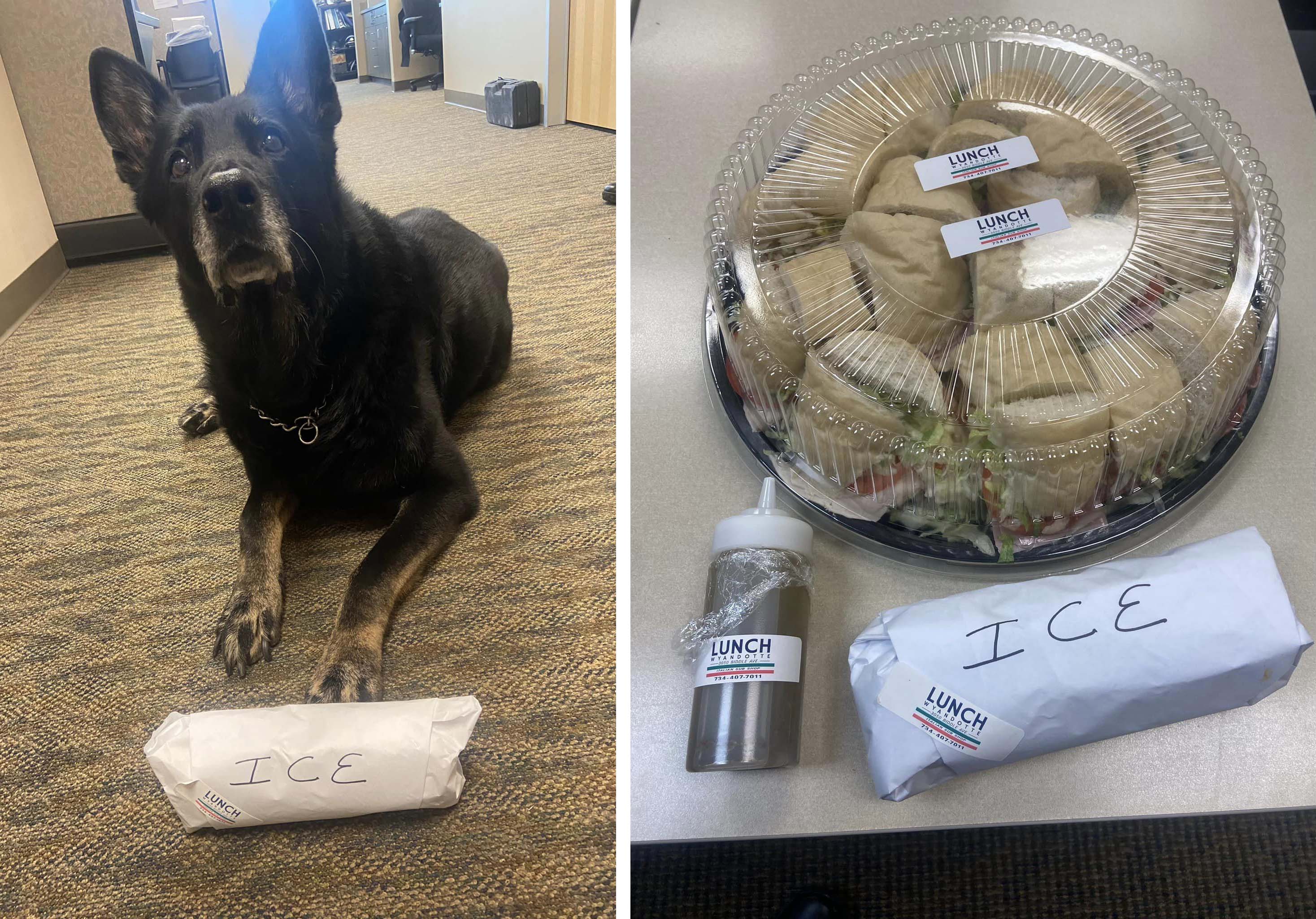 Police K9 Accused of ‘Stealing’ Officer’s Lunch ‘Invokes Fifth Amendment’ Right to Remain Silent