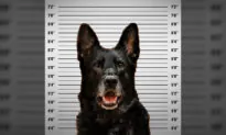 Police K9 Accused of ‘Stealing’ Officer’s Lunch ‘Invokes Fifth Amendment’ Right to Remain Silent