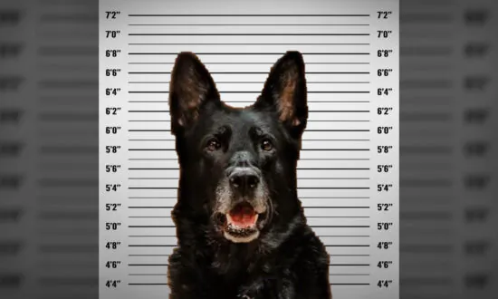 Police K9 Accused of ‘Stealing’ Officer’s Lunch ‘Invokes Fifth Amendment’ Right to Remain Silent