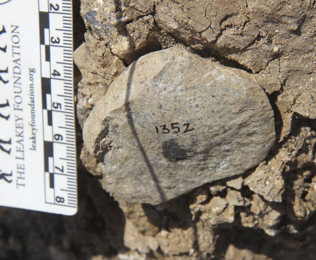 NextImg:Stone Age Discovery Fuels Mystery of Who Made Early Tools