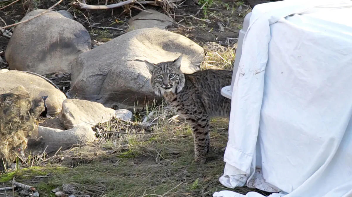 A bobcat being released to the wild after three weeks of care at the San Diego Humane Society in San Diego, on Feb. 8, 2023. (Courtesy of San Diego Humane Society)