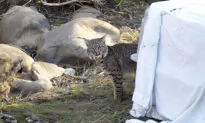 Bobcat Struck By Vehicle Returned To Wild After Care in San Diego