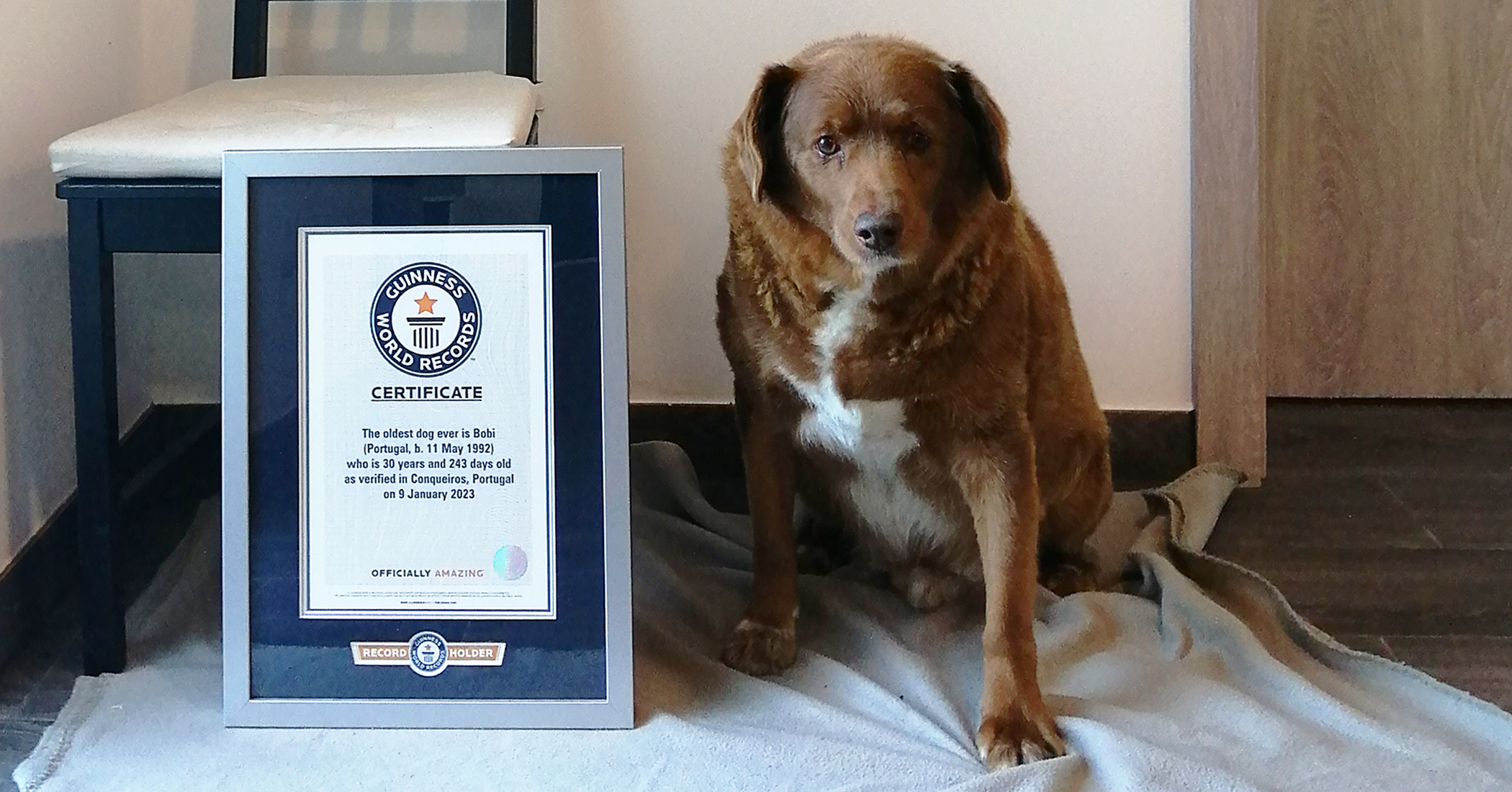 NextImg:30-year-old pooch from Portugal shatters record for Oldest Dog Ever—owner shares secret to his longevity
