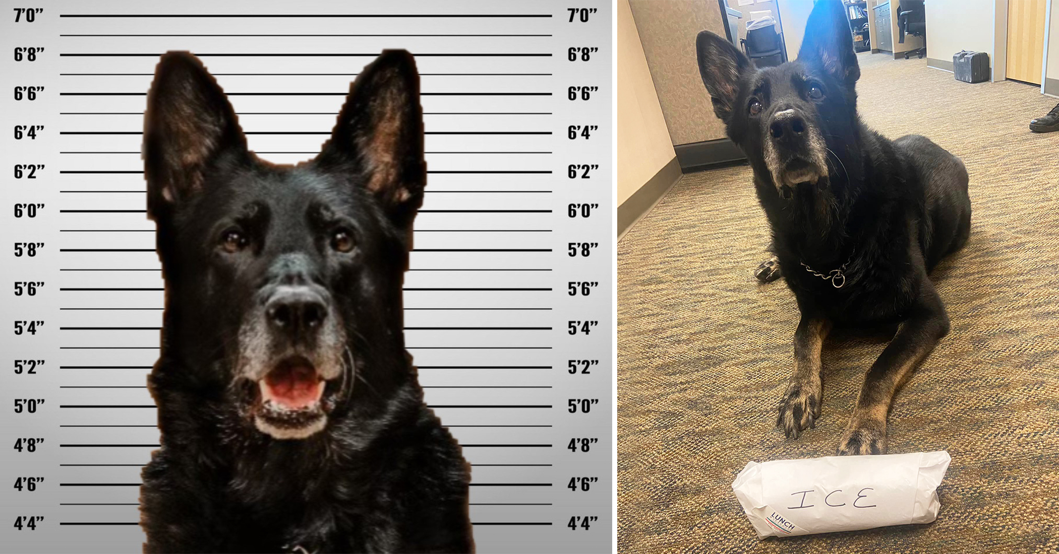 NextImg:Police k9 accused of ‘stealing’ officer’s lunch 'invokes Fifth Amendment' right to remain silent