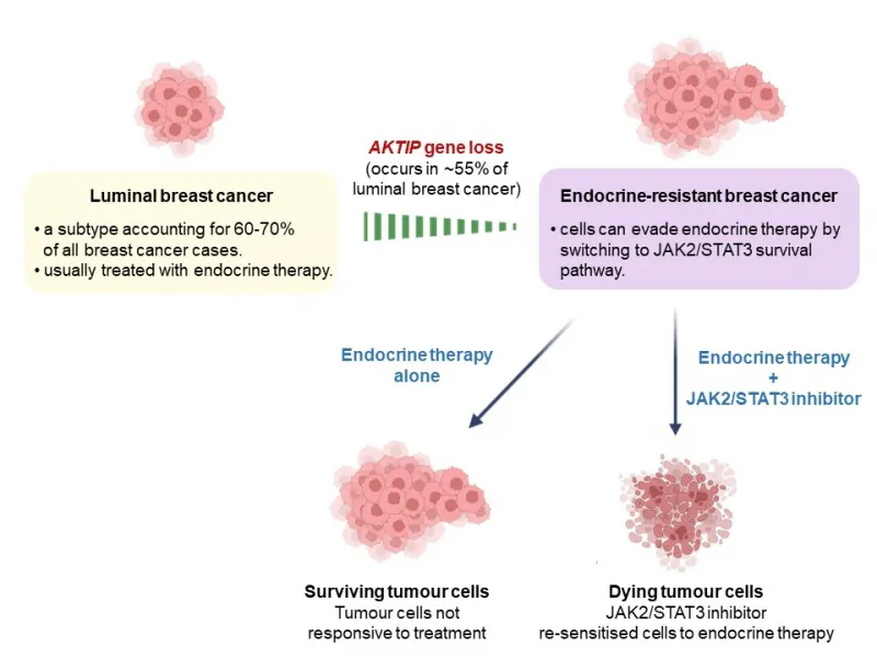 Study: Tumor Suppressor Gene Deletion Causes Resistance to Breast Cancer Treatment