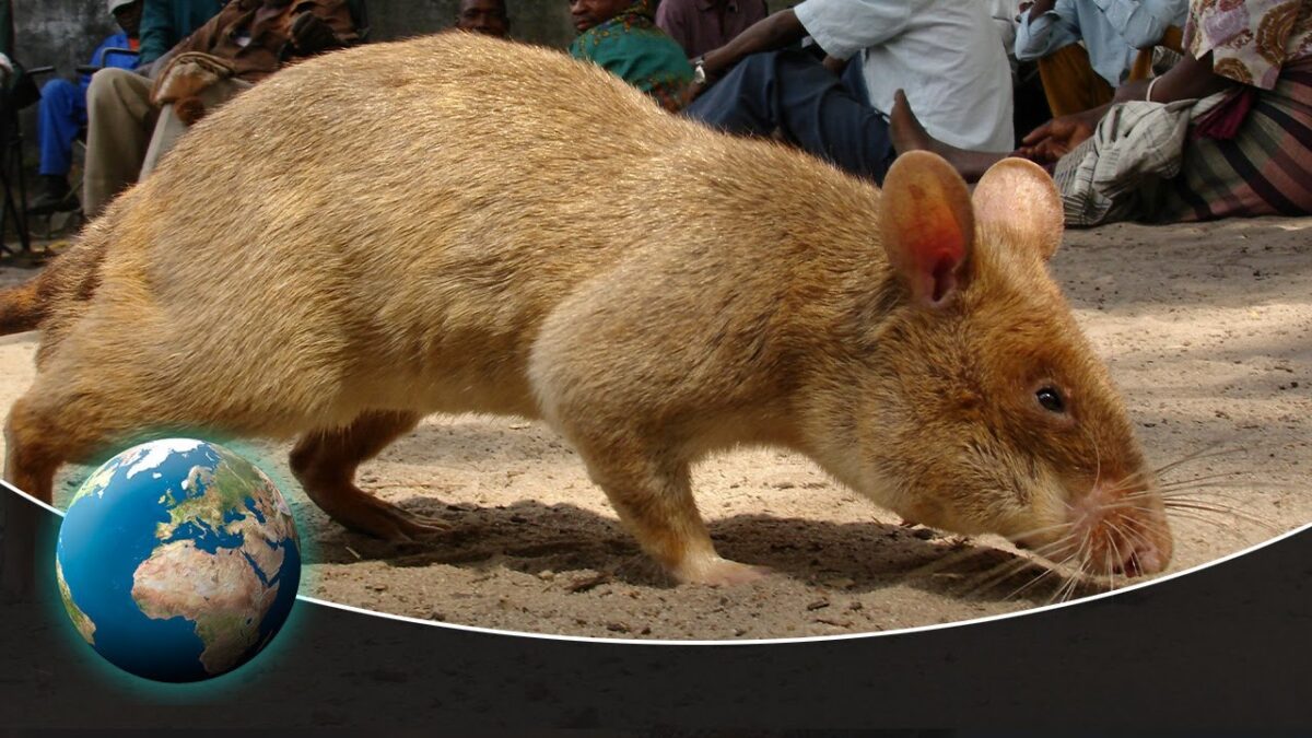NextImg:Detecting Danger: Africa's Giant Rats