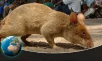 Detecting Danger: Africa’s Giant Rats