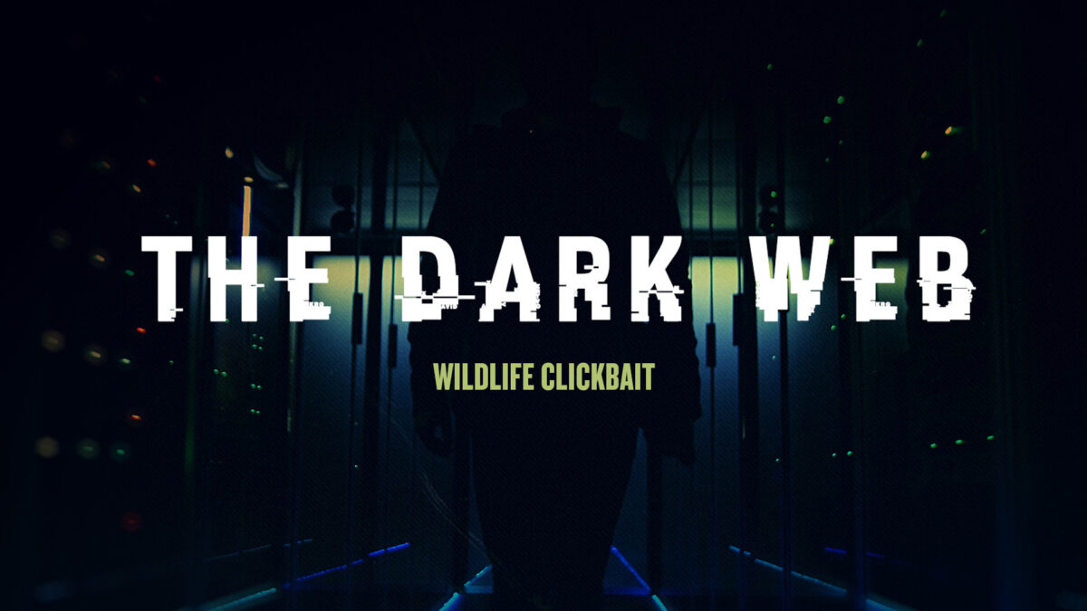 NextImg:Wildlife Clickbait | The Dark Web Ep3