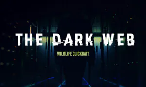 Wildlife Clickbait | The Dark Web Ep3