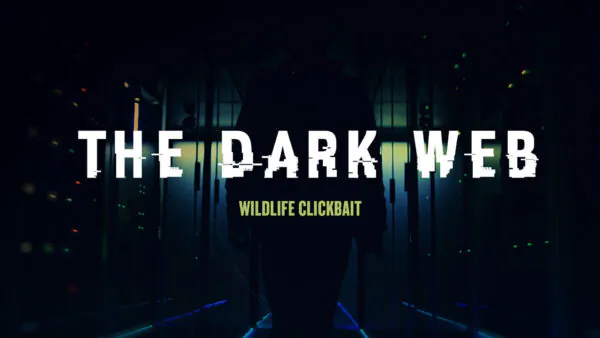 Wildlife Clickbait | The Dark Web Ep3