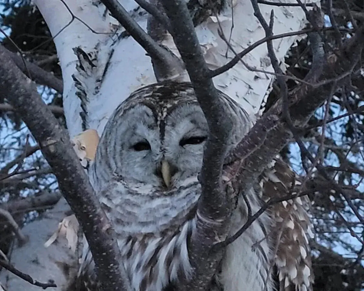 An owl that was rescued by Dennis MacKenzie from a P.E.I. was found to have a broken wing and will be taken to Nova Scotia for further examination, as seen in this handout image provided Feb. 12, 2023. (The Canadian Press/HO-Dennis MacKenzie)
