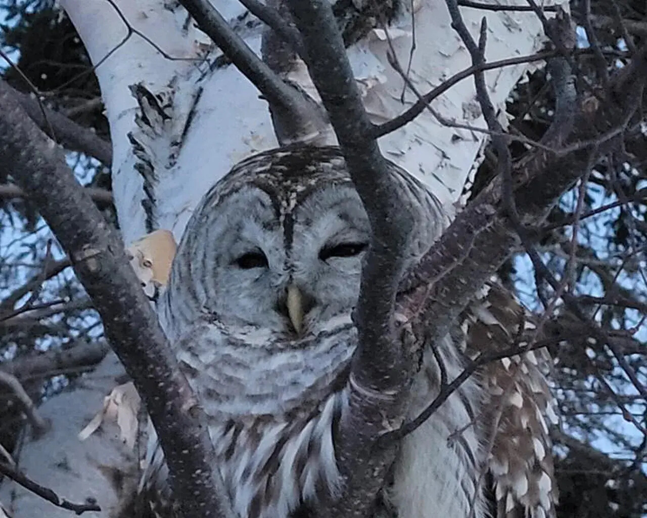 Owl Rescued From Prince Edward Island Field to Be Taken to Nova Scotia for Treatment - Vimarsana News