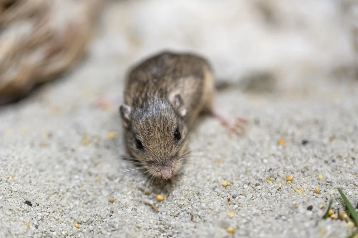 A photo provided by the San Diego Zoo Wildlife Alliance shows a Pacific pocket mouse named Sir Patrick Stewart in San Diego, on Jan. 10, 2023. (Ken Bohn/San Diego Zoo Wildlife Alliance via AP)