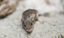 Tiny California Mouse Wins Guinness Award for Longevity