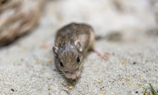 Tiny California Mouse Wins Guinness Award for Longevity