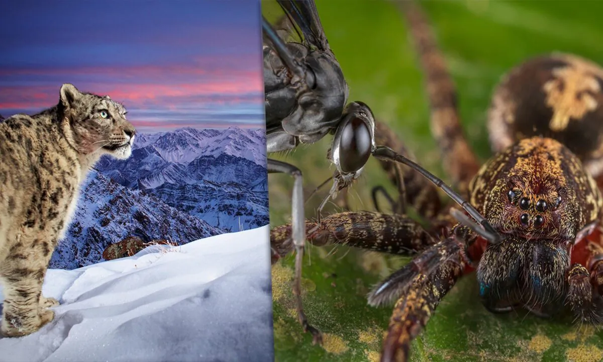 Left: (Courtesy of Sascha Fonseca / Wildlife Photographer of the Year); Right: (Courtesy of Roberto García-Roa / Wildlife Photographer of the Year)