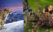 Snow Leopard ‘Dream’ Shot Wins People’s Choice in Wildlife Photographer of the Year From 25 Shortlisted