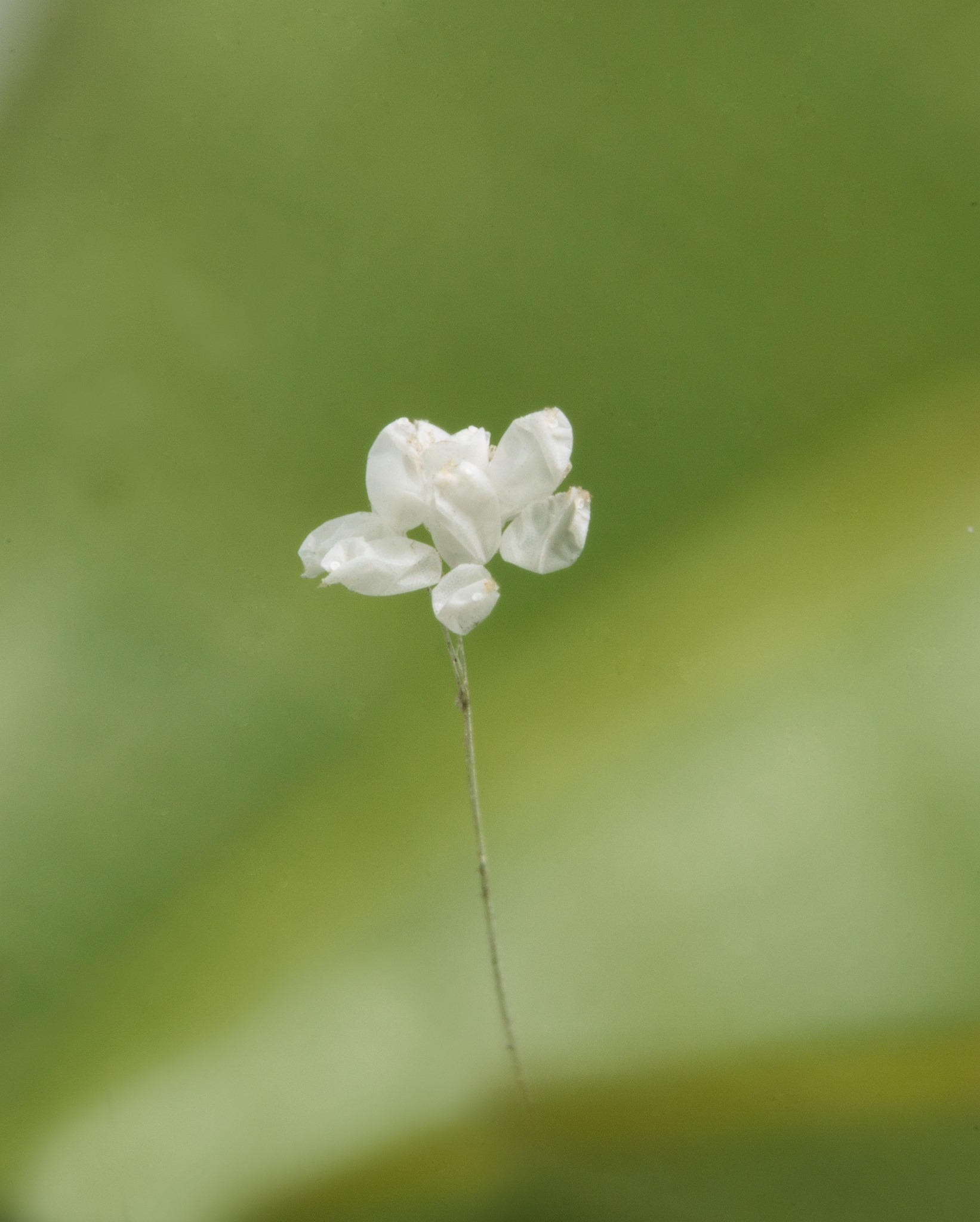 Ảnh Đại Kỷ Nguyên