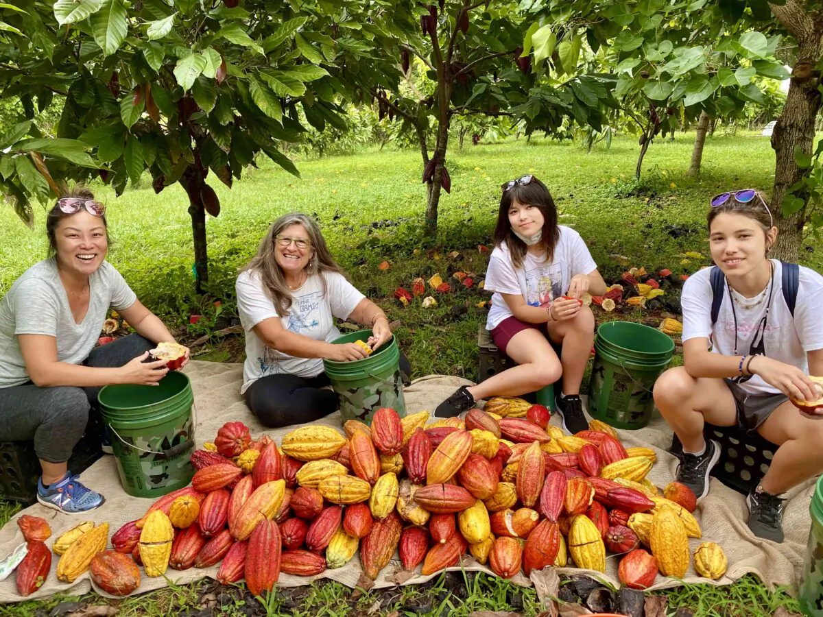 Volunteers process hand-harvested cacao pods at Lydgate Farms in Kapaa, on the island of Kauai, Hawaii. (Courtesy of Lydgate Farms）