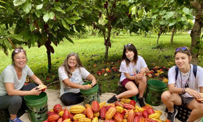 Why Hawaiian Chocolate Is Some of the Rarest in the Country