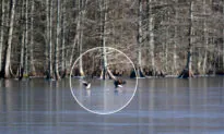 VIDEO: Photographer Captures Bald Eagle Playing With a Golf Ball on a Frozen Lake