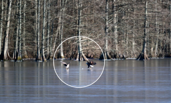 VIDEO: Photographer Captures Bald Eagle Playing With a Golf Ball on a Frozen Lake