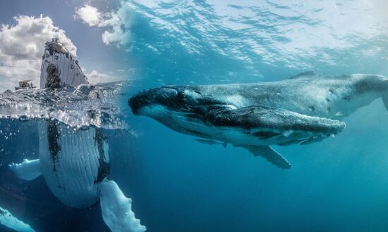 PHOTOS: Russian ‘Whale Whisperer’ Photographs Humpbacks Meeting, Touching People for First Time Ever