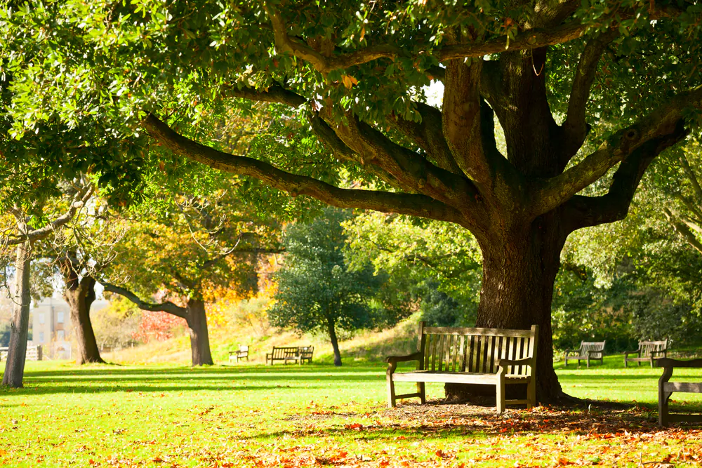 Some legacies take the form of a bench located beneath the shade of tree, often bearing a brass plaque reminding us of those who gave generous gifts. (Dmitry Naumov/Shutterstock)